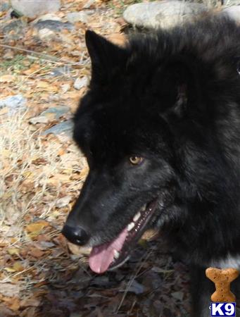 azwolfdogs Picture 3